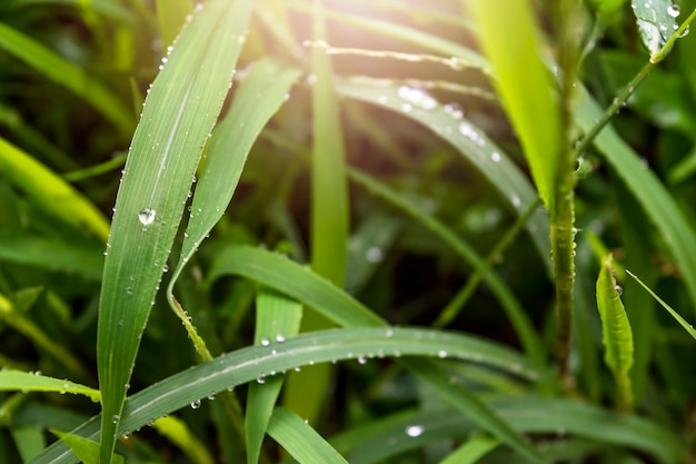 Foglie verdi naturali