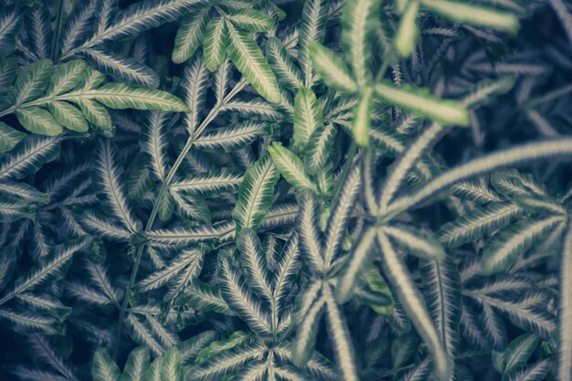 Foglie verdi naturali