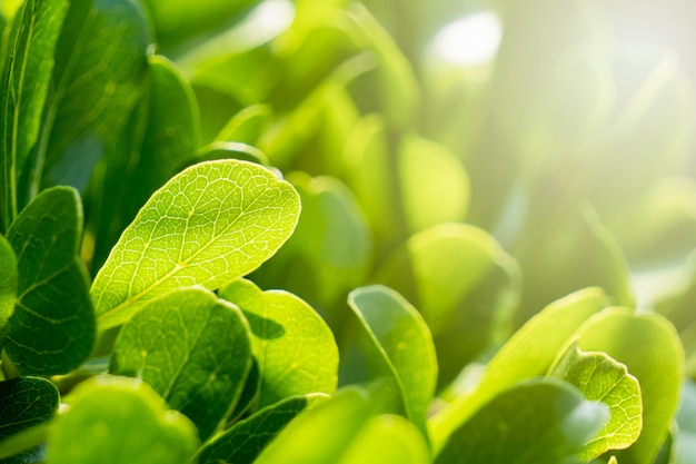 Foglie verdi nel giardino durante i caldi mesi estivi con il sole.