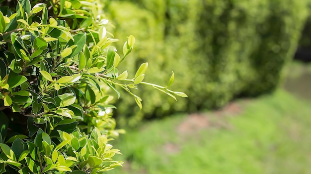 Foglie verdi nel giardino estivo utilizzato come sfondo