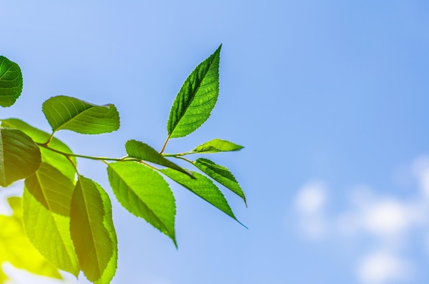 Foglie verdi nella foresta alla luce del sole