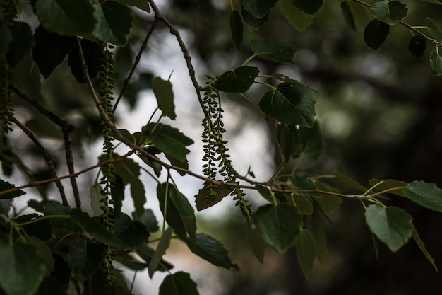 Foglie verdi nella foresta oscura, con semi primaverili.