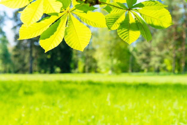 Foglie verdi nella foresta soleggiata