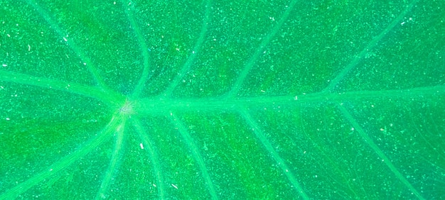 Foglie verdi nervi pattern texture di sfondo