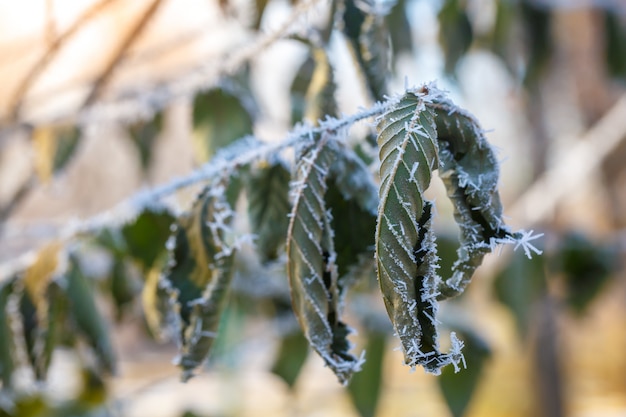 Foglie verdi piegate su un ramo coperto di brina in una fredda giornata d'autunno