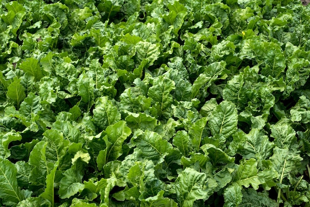 foglie verdi ricche e lucide fresche del primo piano della barbabietola da zucchero