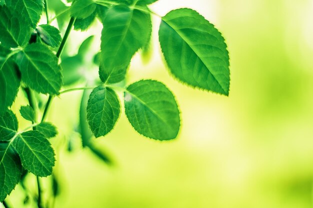 Foglie verdi sfondi natura e concetto di primavera