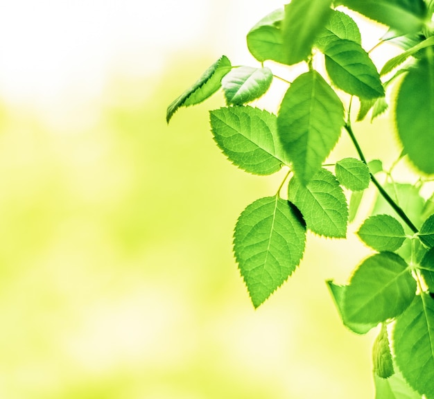 Foglie verdi sfondi natura e concetto di primavera