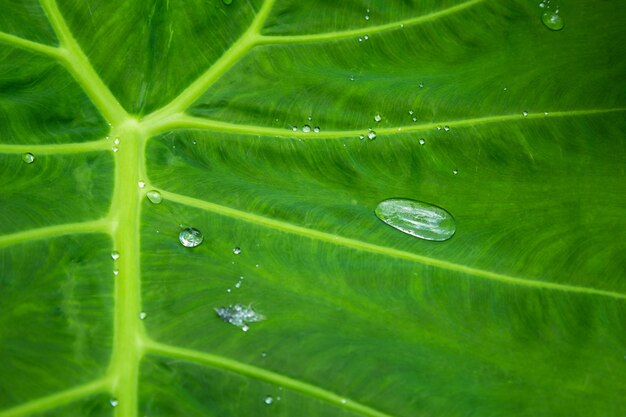 Foglie verdi sfondo texture con gocce d'acqua di pioggia