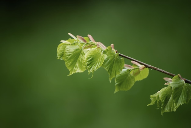 Foglie verdi soleggiate