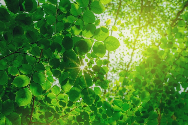 Foglie verdi sotto l'albero con la luce del sole in alto a basso angolo di visualizzazione Messa a fuoco selezionata