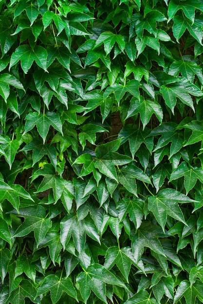 Foglie verdi spesse dell'edera in un giardino