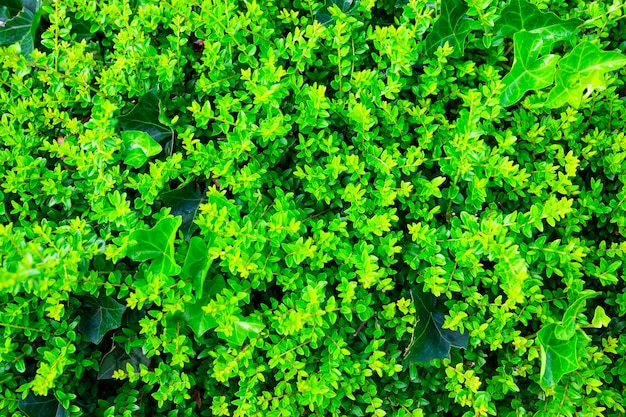 Foglie verdi spesse su un cespuglio nella trama delle foglie del parco