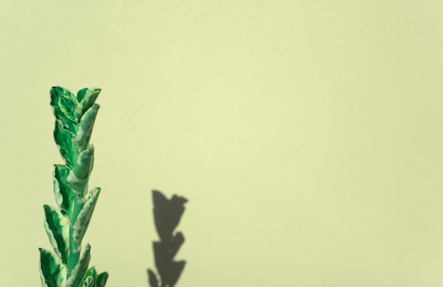 Foglie verdi stelo vegetale sfondo Succulente ombra botanica sovrapposta su giovane parete verde pastello