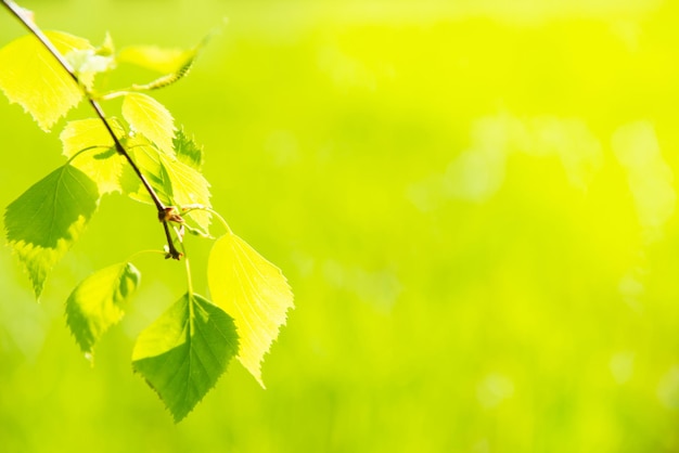 Foglie verdi su morbida erba verde