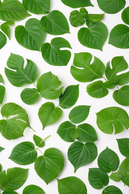 Foglie verdi su sfondo bianco