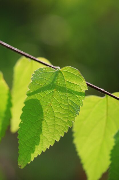 Foglie verdi su sfondo luminoso