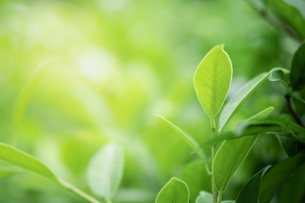 foglie verdi su sfondo sfocato albero verde