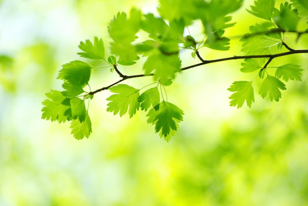 Foglie verdi su sfondo verde