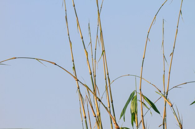 Foglie verdi su sfondo