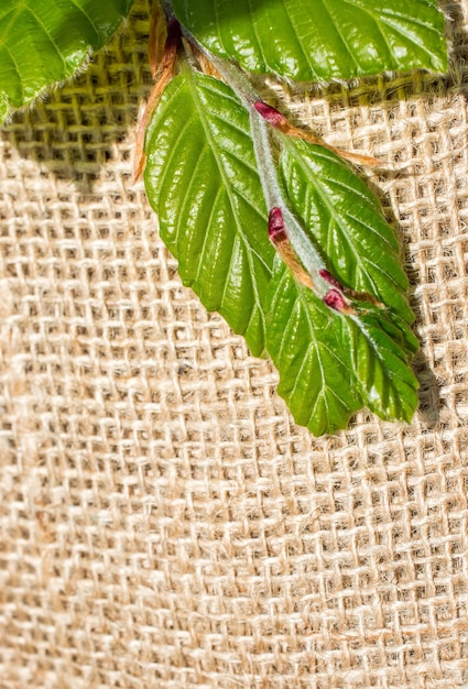 Foglie verdi su tela di lino