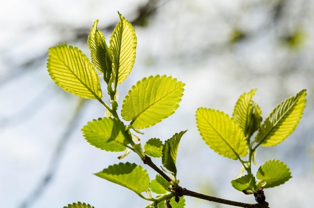 Foglie verdi su un albero