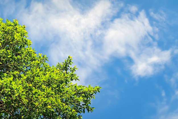 Foglie verdi su un cielo blu con sfondo di nuvole Carta da parati vegetale per l'installazione di cartoline