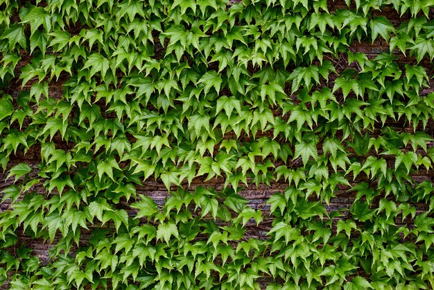 Foglie verdi su un muro di mattoni.