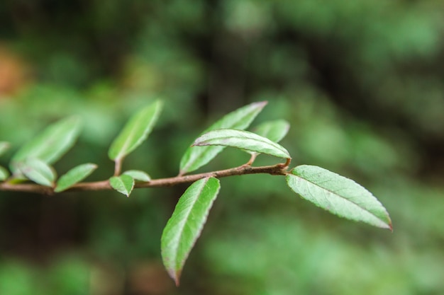 foglie verdi su un ramoscello nella natura