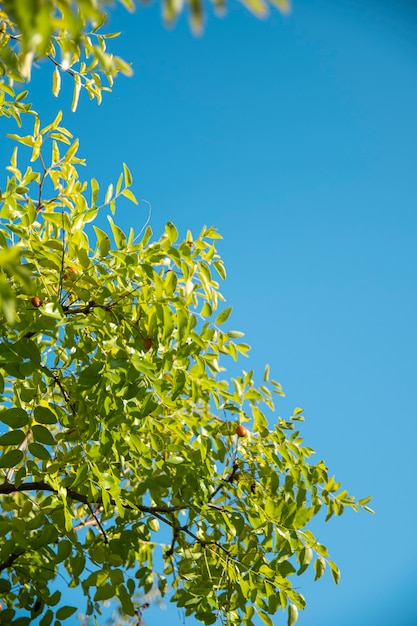 Foglie verdi su uno sfondo di cielo blu. Banner con copia spazio.