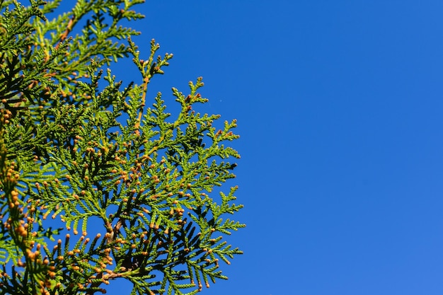 Foglie verdi su uno sfondo di cielo blu Posto per un'iscrizione