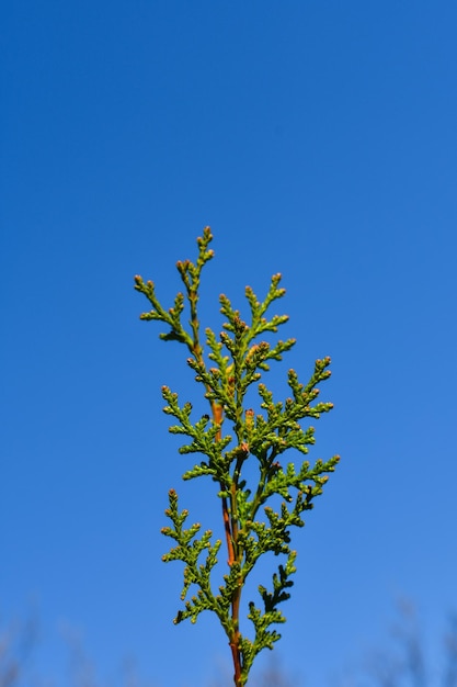 Foglie verdi su uno sfondo di cielo blu Posto per un'iscrizione