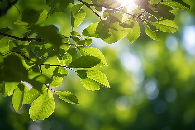 Foglie verdi sul giardino forestale Ambiente naturale con la luce solare in un giorno luminoso