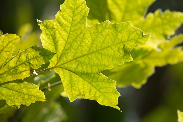 Foglie verdi sul sole