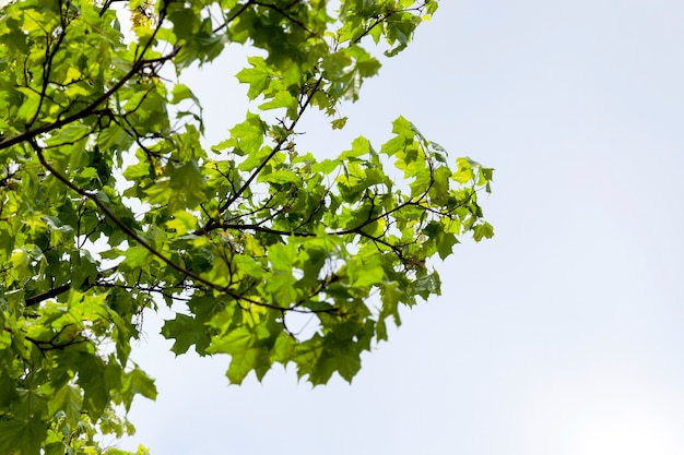 Foglie verdi sull'albero