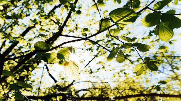 Foglie verdi sull'albero