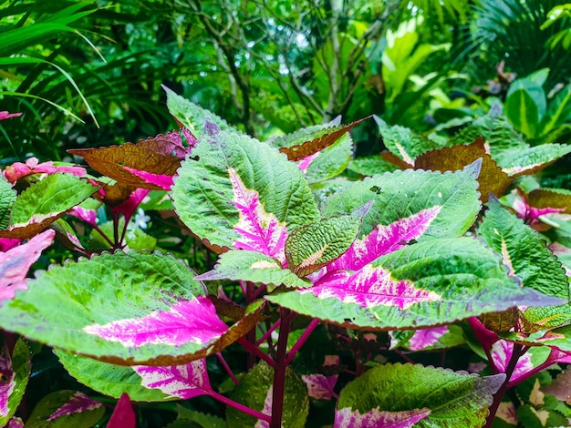 Foglie verdi sullo sfondo del giardino.