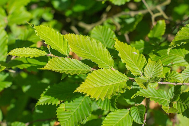 Foglie verdi sullo sfondo del giorno d'estate