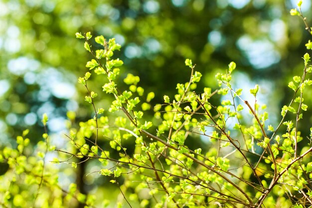 Foglie verdi sullo sfondo della natura di primavera