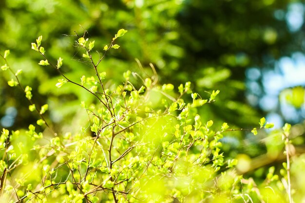 Foglie verdi sullo sfondo della natura di primavera