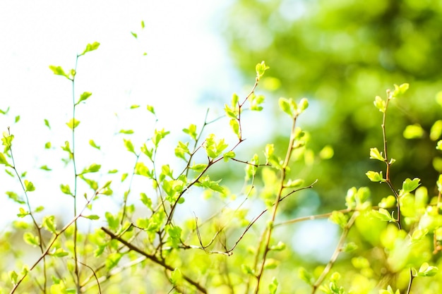 Foglie verdi sullo sfondo della natura di primavera