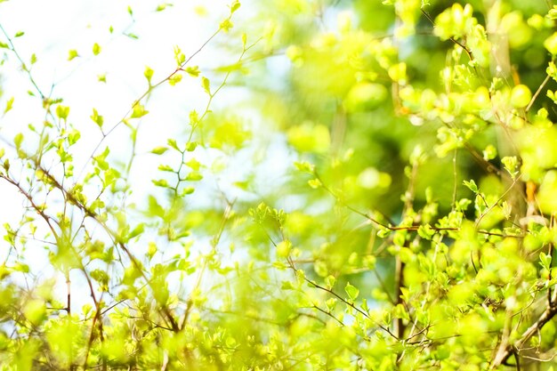 Foglie verdi sullo sfondo della natura di primavera