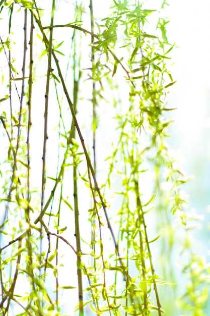 Foglie verdi sullo sfondo della natura di primavera