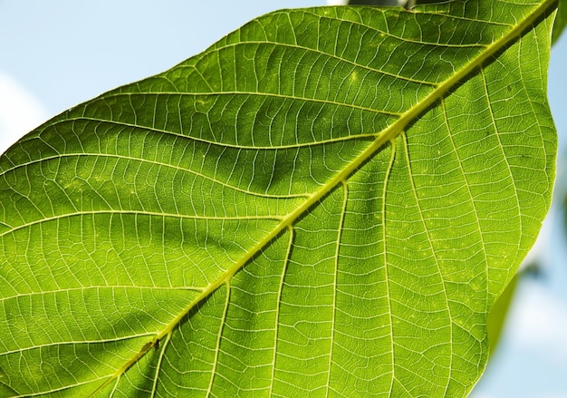 foglie verdi trama