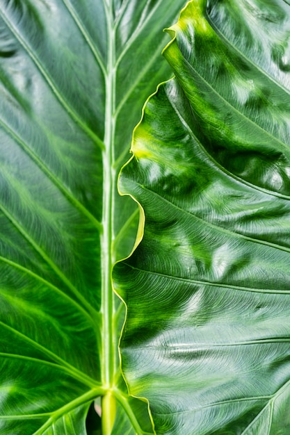 Foglie verdi tropicali da vicino