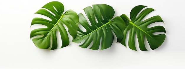 Foglie verdi tropicali di monstera Sfondo bianco vista dall'alto Banner sfondo bianco