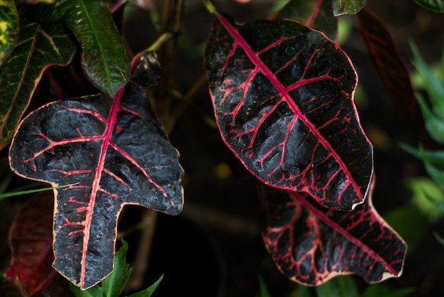 Foglie verdi tropicali su sfondo scuro