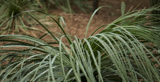 Foglie verdi tropicali sullo sfondo natura concetto di pianta della foresta estiva layout creativo