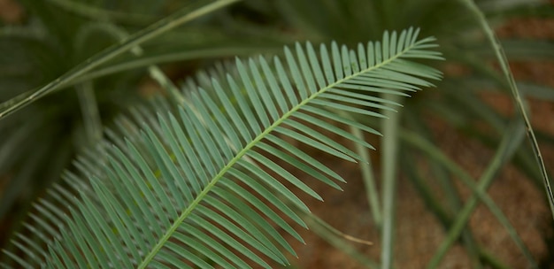 Foglie verdi tropicali sullo sfondo natura concetto di pianta della foresta estiva layout creativo