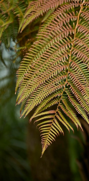 Foglie verdi tropicali sullo sfondo natura concetto di pianta della foresta estiva layout creativo